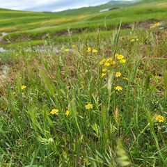 Festuca microstachys