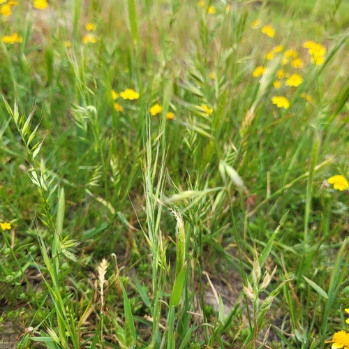 Festuca microstachys, photograph 1
