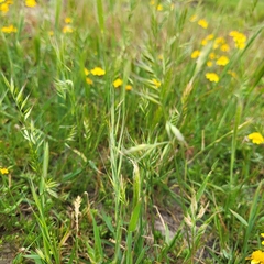 Festuca microstachys, photograph D Defreese, CC BY, iNaturalist via GBIF