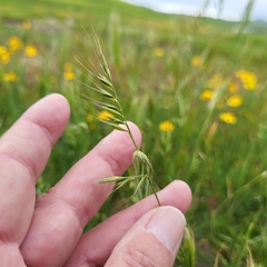 Festuca microstachys, photograph D Defreese, CC BY, iNaturalist via GBIF