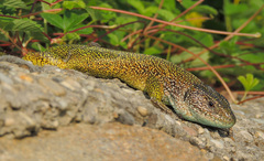 Lacerta viridis viridis