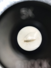 Paracloeodes minutus