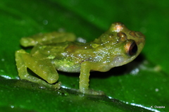 Pristimantis eremitus