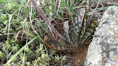 Gasteria bicolor
