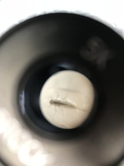 Paracloeodes minutus