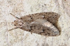 Semioscopis inornata