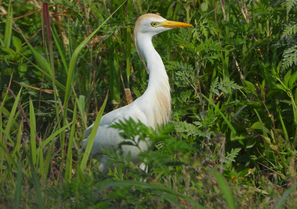 Cattle Egret From 2850 Lust Rd Apopka FL 32703 USA On April 08 2023   Large 