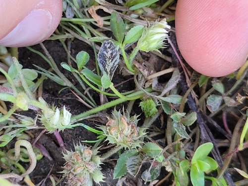 Image of Trifolium barbigerum by (c) Konshau Duman, some rights reserved (CC BY)