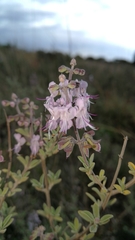 Ocimum burchellianum
