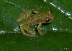 Pristimantis eremitus