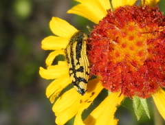 Acmaeodera amplicollis