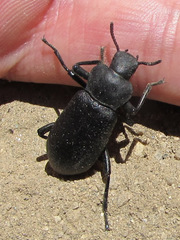 Iphthiminus serratus