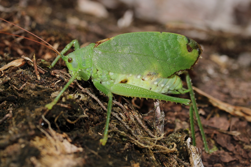 Lophaspis scabriuscula