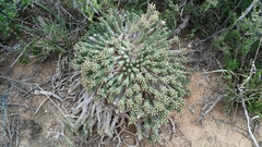 Euphorbia esculenta