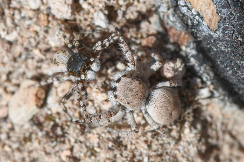 Habronattus amicus photo 4
