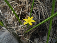 Hypoxis mexicana