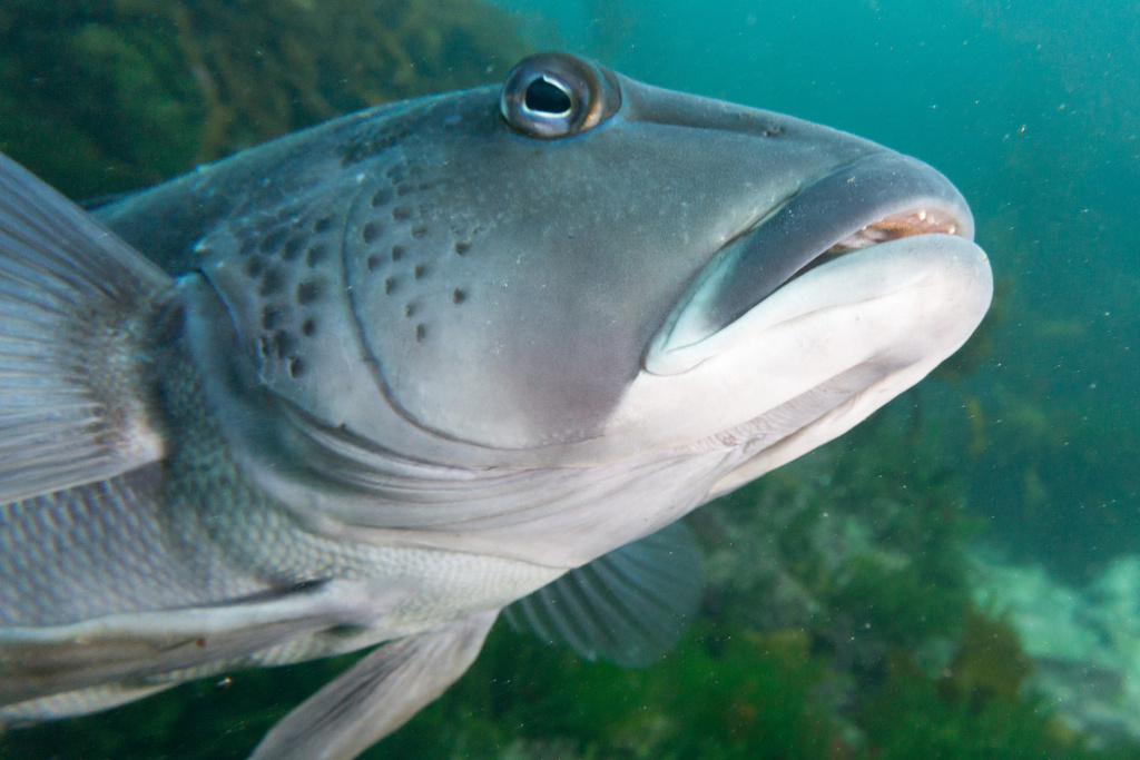 Blue Cod