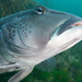 New Zealand Blue Cod - Photo (c) Matt Ruglys, some rights reserved (CC BY-NC), uploaded by Matt Ruglys
