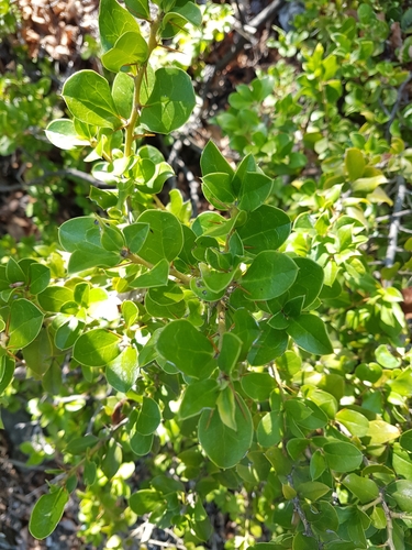 Image of Archidasyphyllum Excelsum (Archidasyphyllum excelsum) by (c) Javier Conejeros Gastó, some rights reserved (CC BY)