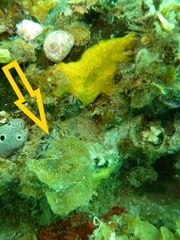 Vulsella
