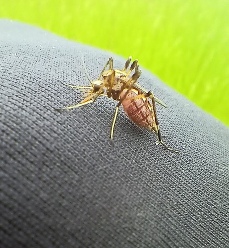 Psorophora pallescens