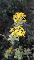 Lasiosiphon meisnerianus