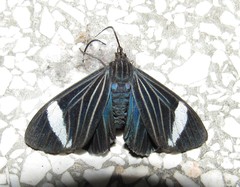 Ctenucha jonesi
