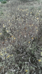 Lasiosiphon meisnerianus