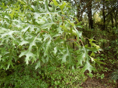 Buckley's oak