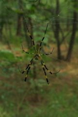 Trichonephila clavata