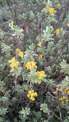 Lasiosiphon meisnerianus