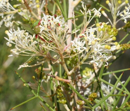 Spiny Cream Spider-flower (Grevillea anethifolia)