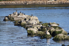Phoca vitulina