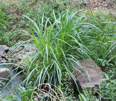 Cyperus dives