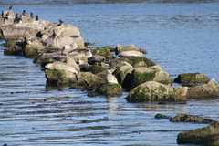 Phoca vitulina
