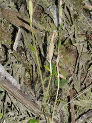 Pterostylis alobula