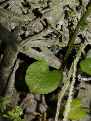 Pterostylis alobula