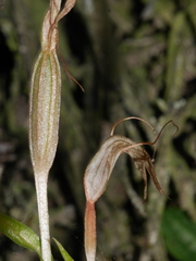 Pterostylis alobula