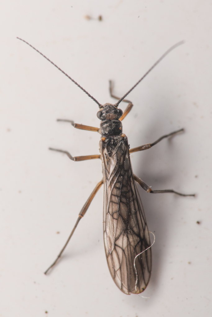 Cataract Forestfly