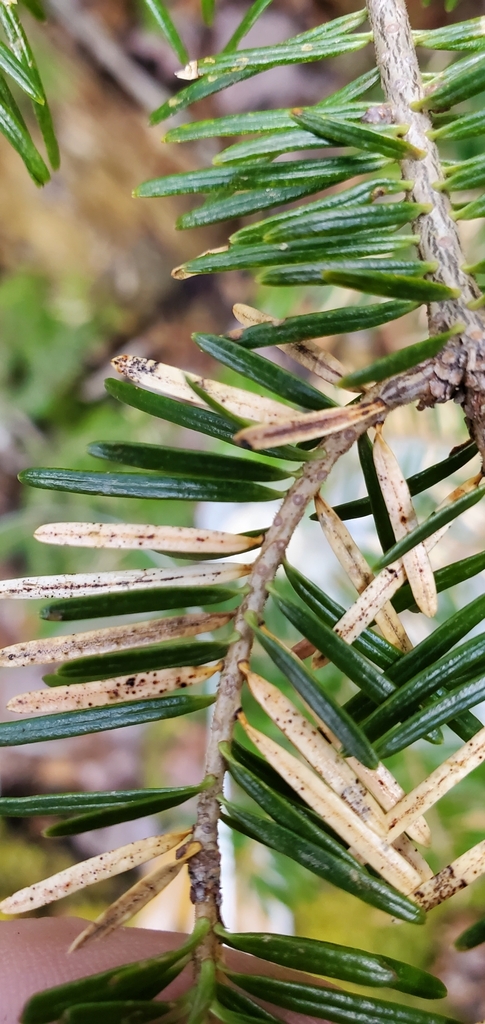 Douglas-fir needle cast