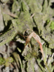 Pterostylis alobula
