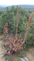 Aloe microstigma