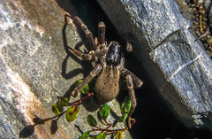 Dolomedes aquaticus