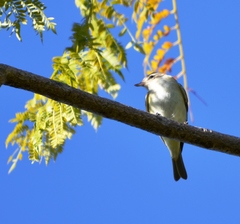 Vireo gilvus