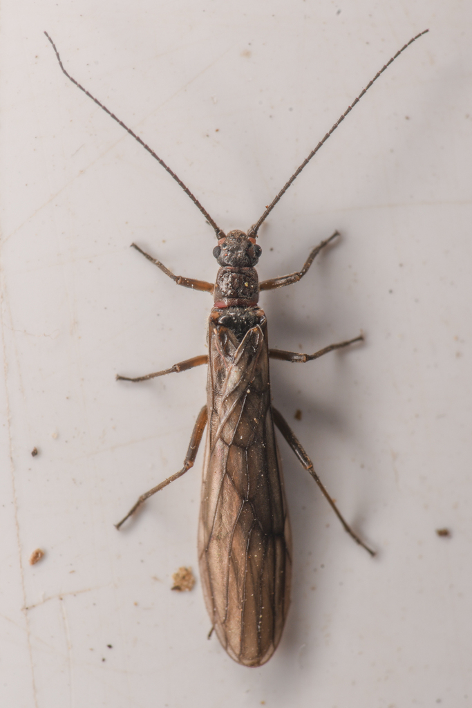 San Gabriel Snowfly