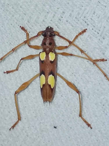Nyssicus