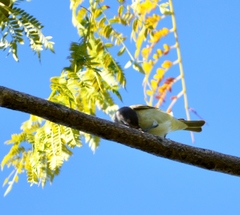 Vireo gilvus