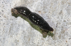 Kontikia ventrolineata