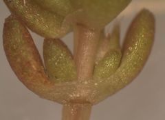 Crassula mataikona