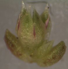 Crassula mataikona